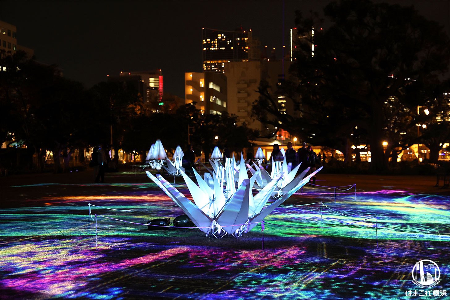 スターフラワー