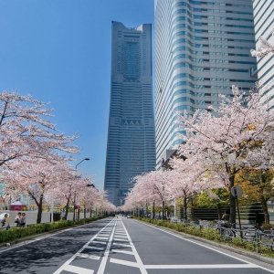 みなとみらい21さくらフェスタ2026開催決定!さくら通りは3月28日に歩行者天国