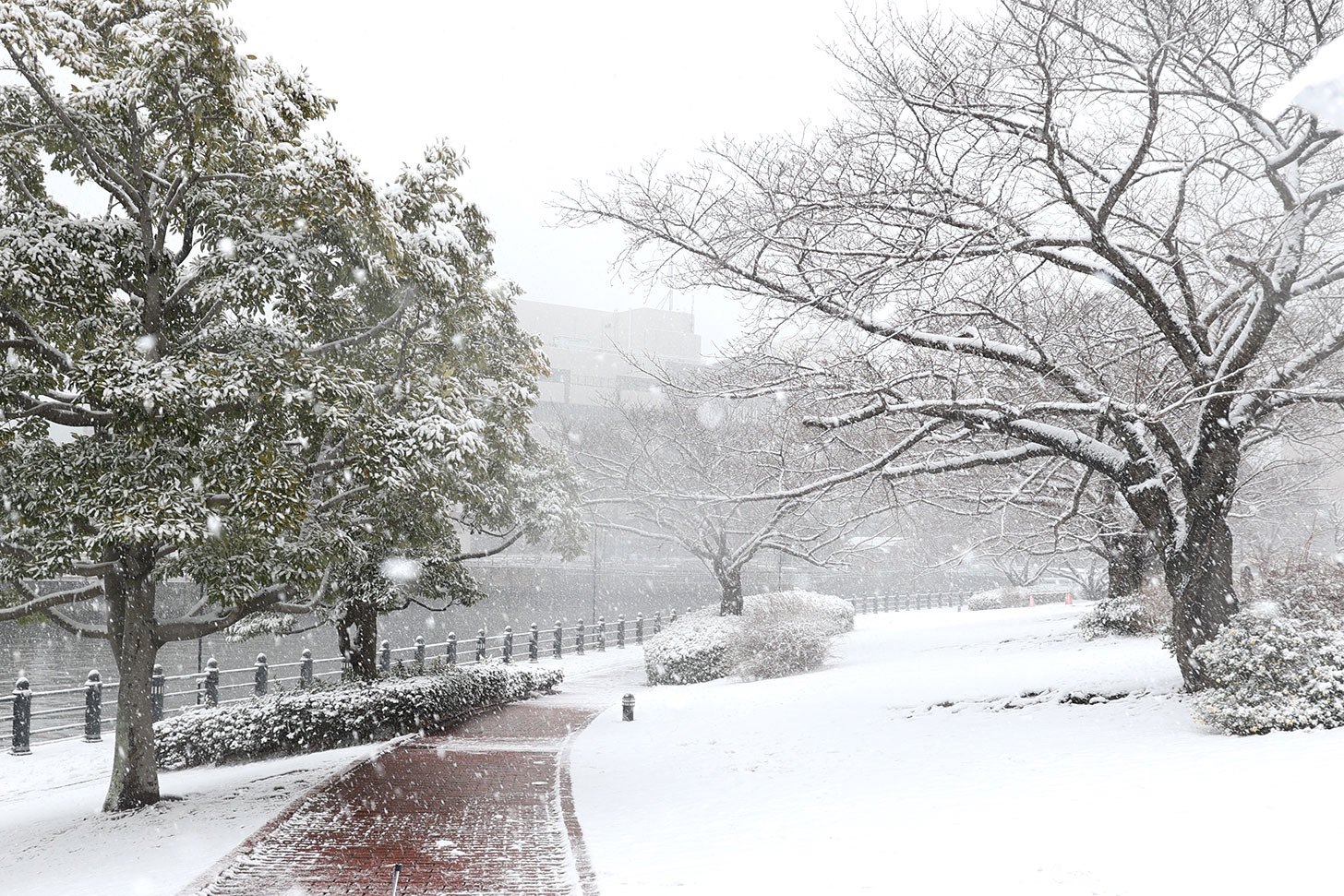 建物の屋根や草木を中心に降り積もる雪