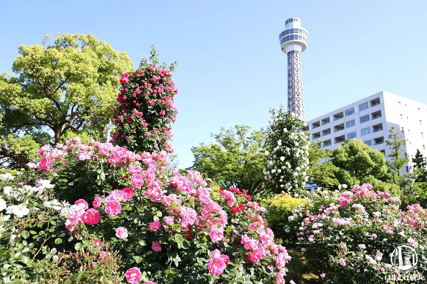 山下公園のバラ