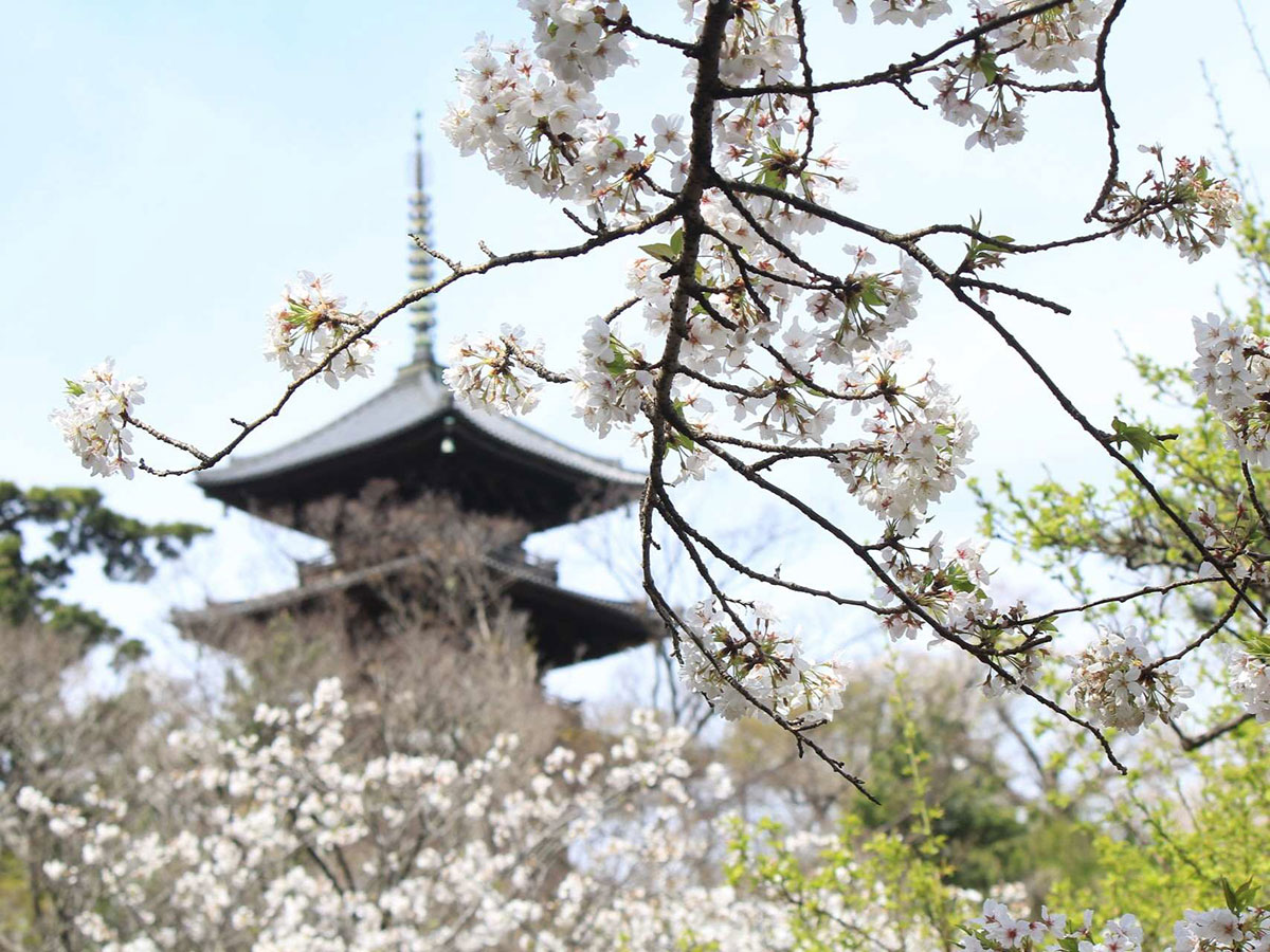 日本庭園に咲く桜