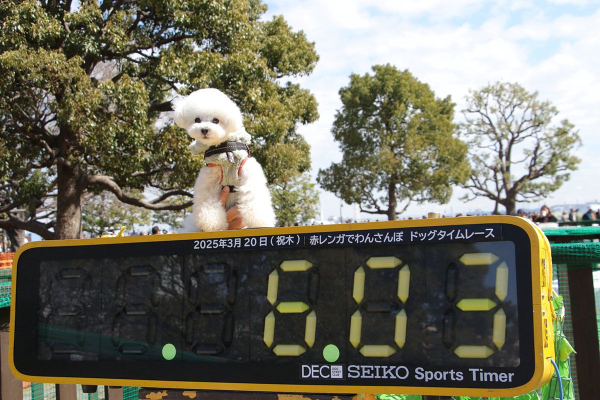 ドッグタイムレース