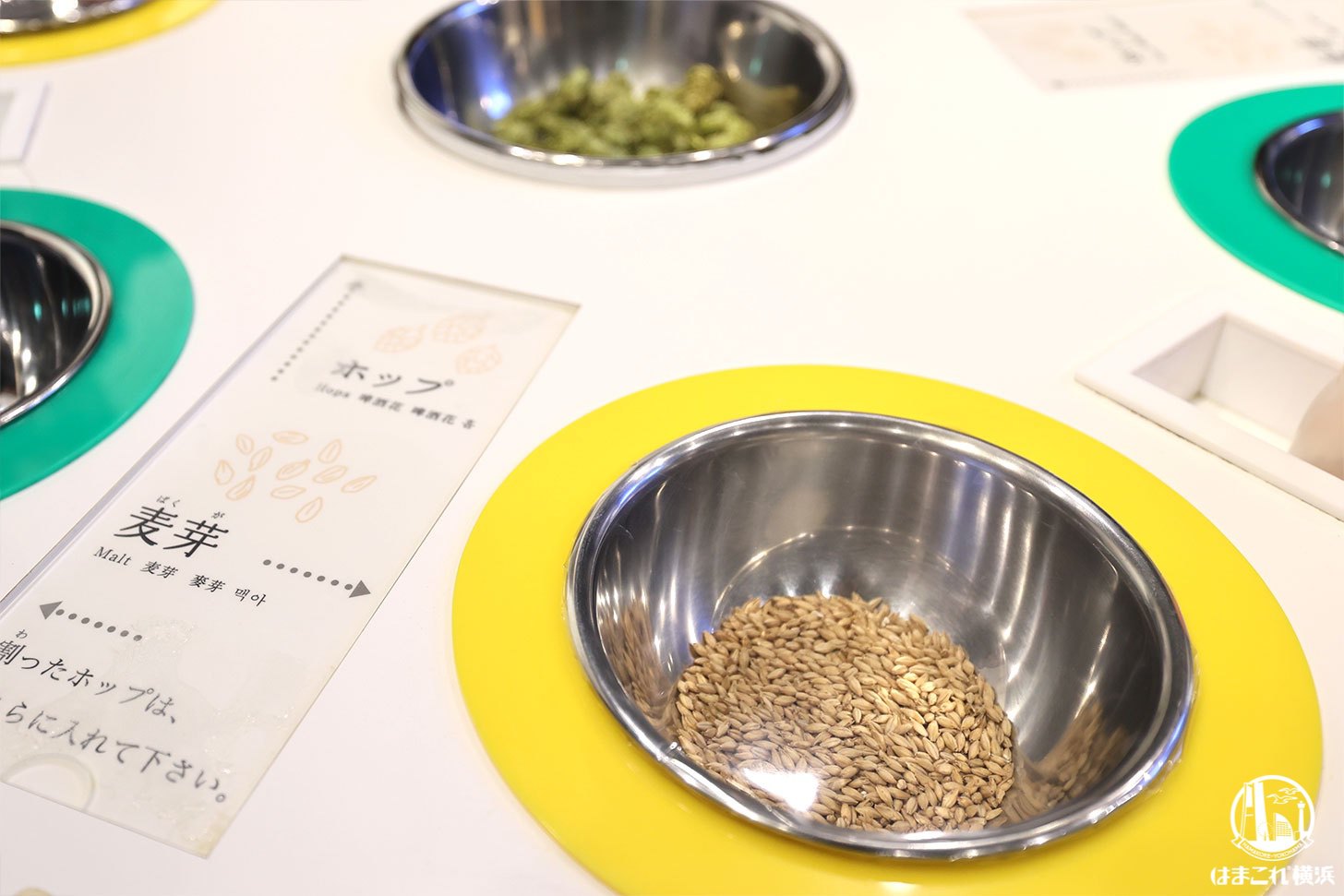 ビール原料ホップと麦芽の香り味わい体験