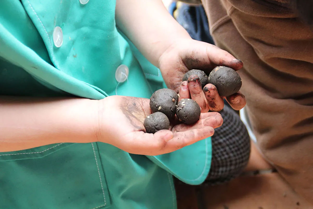 たねダンゴ作り