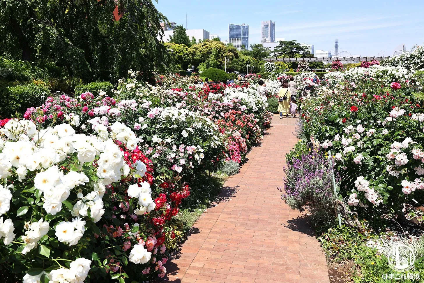 山下公園のバラ