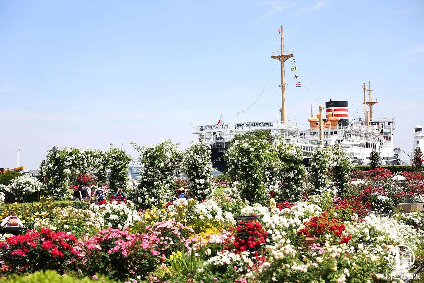 氷川丸とバラ