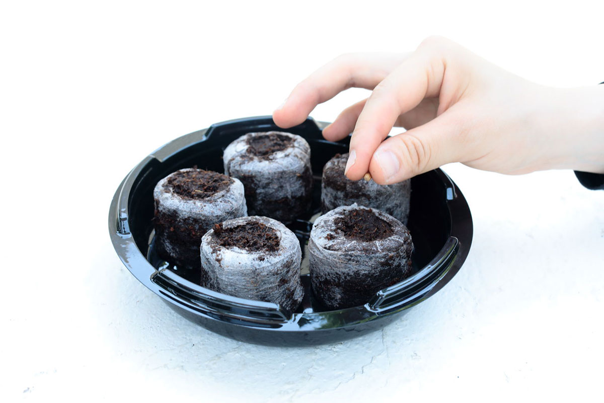 サカタのタネ タネまきワークショップ