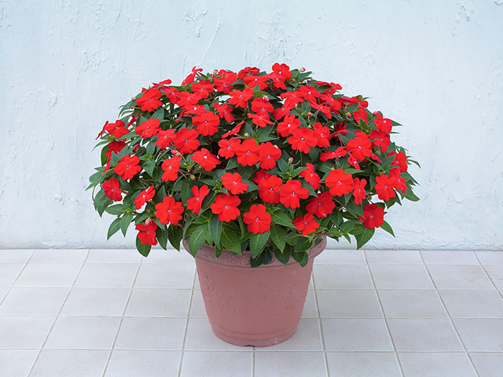 サカタのタネ ガーデニング講座