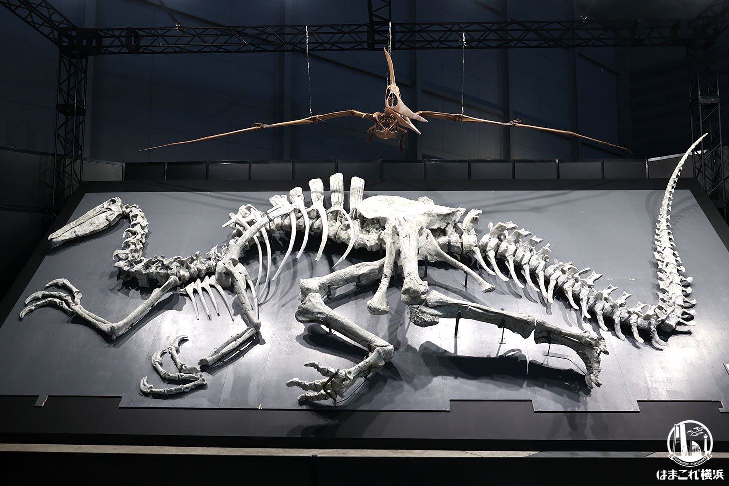 ヨコハマ恐竜展 展示風景・会場の様子