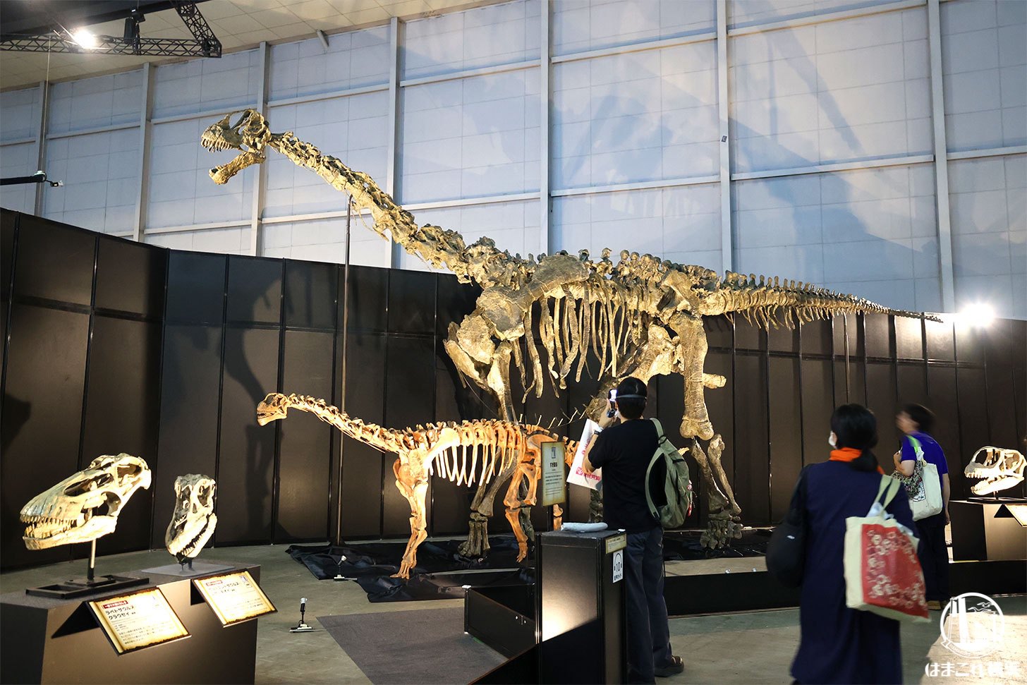 ヨコハマ恐竜展 展示風景・会場の様子