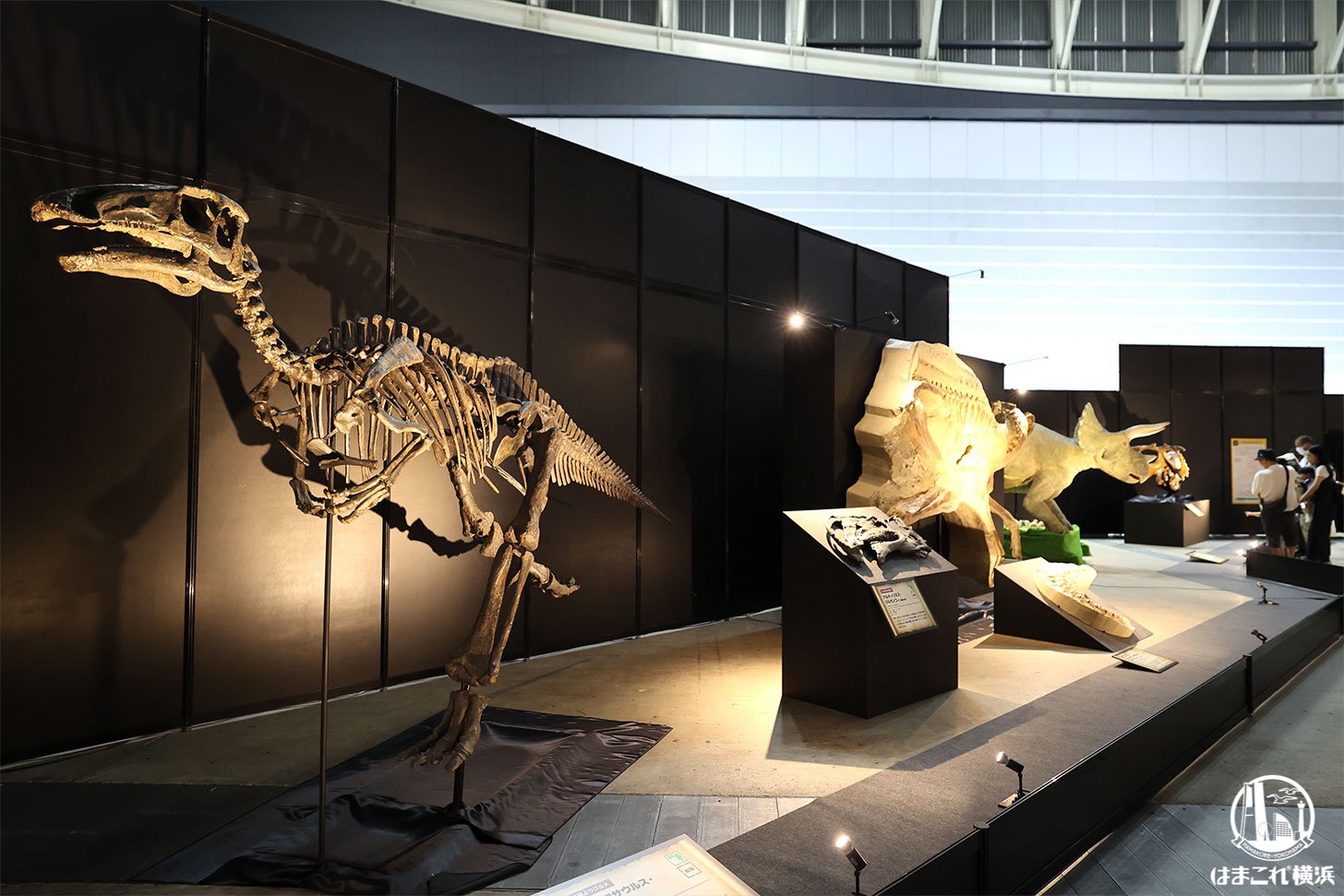 ヨコハマ恐竜展 展示風景・会場の様子