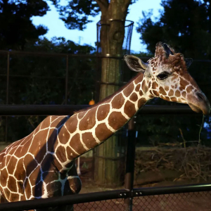 横浜で夜の動物園「ナイトズー」2026年8月に開催！野毛山動物園・ズーラシア・金沢動物園