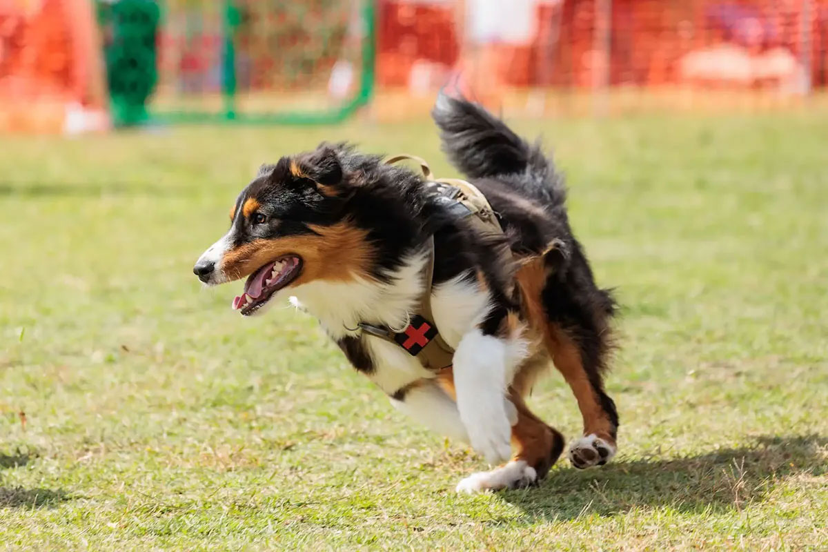 横浜・臨港パーク「 GOGO DOG FES」2026秋開催！天然芝の特設ドッグランやドッグレース、愛犬マルシェも