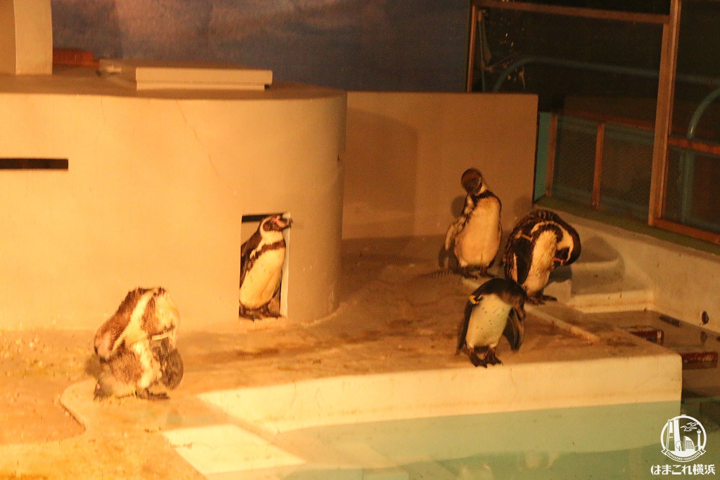 野毛山動物園「ナイト野毛山」ペンギン