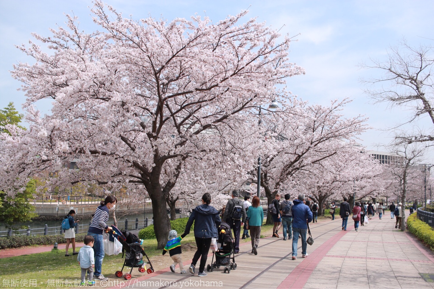 横浜ワールドポーターズへと続く桜並木道