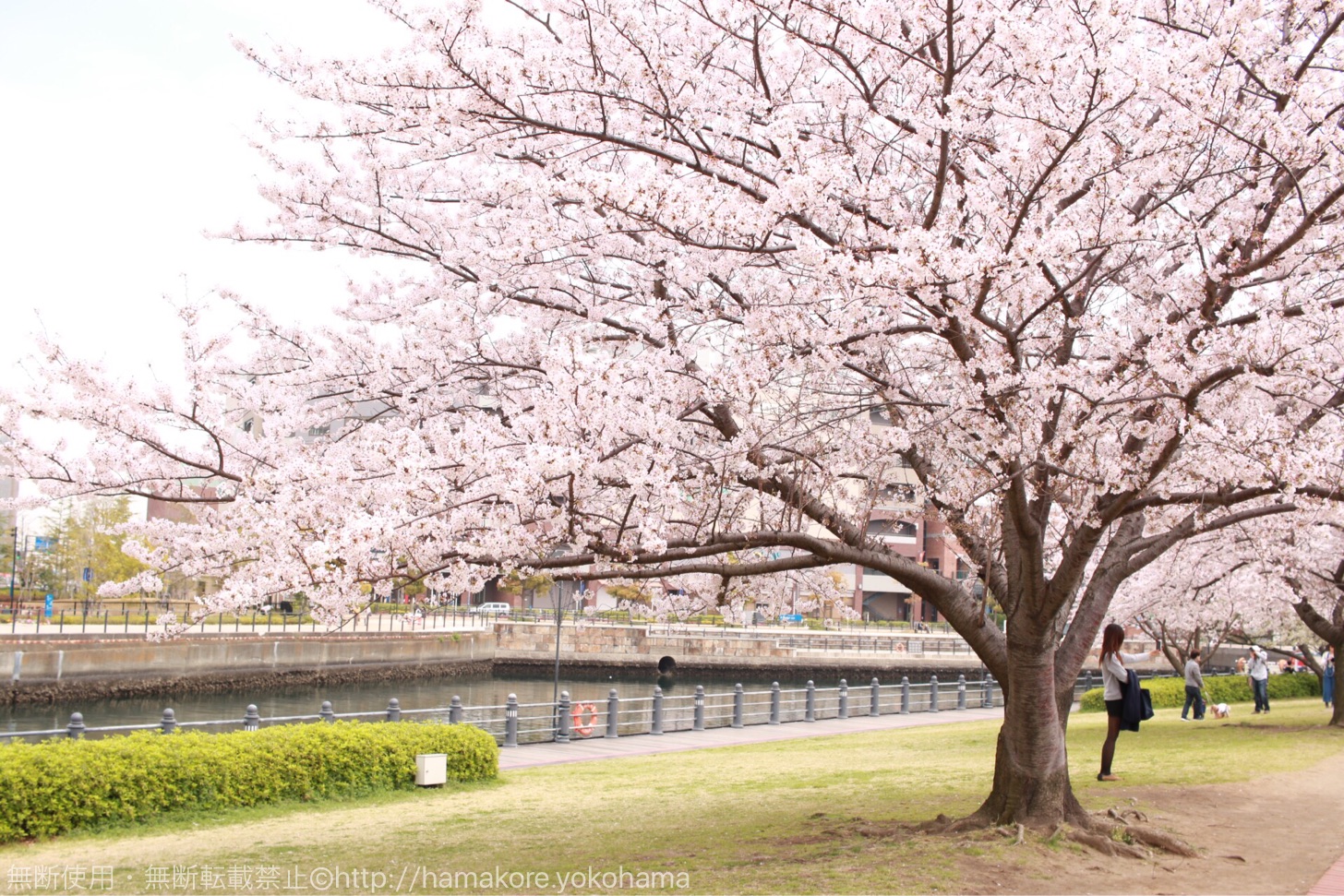 横浜ワールドポーターズへと続く桜並木道