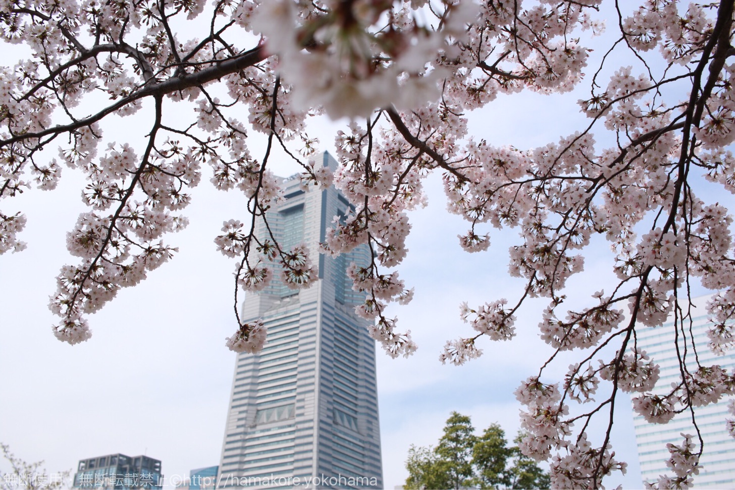 横浜ランドマークタワーと桜