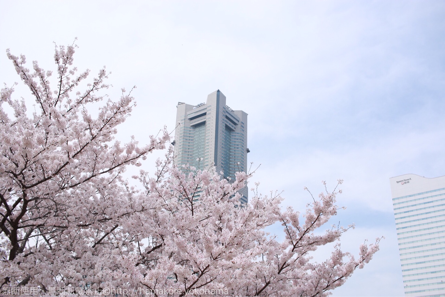 横浜ランドマークタワーと桜