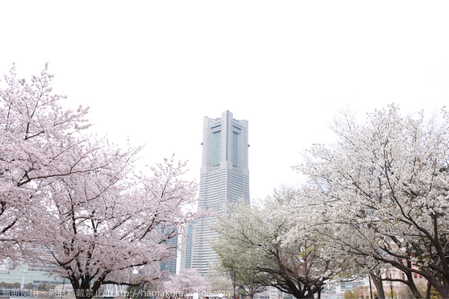 横浜ワールドポーターズの前の広場でお花見