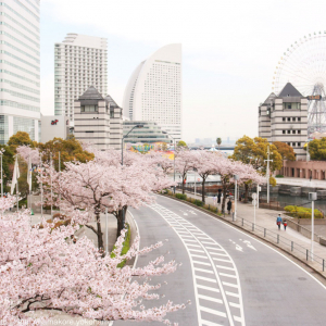 横浜 さくら通りで みなとみらい21さくらフェスタ17 が3月25日より開催 はまこれ横浜