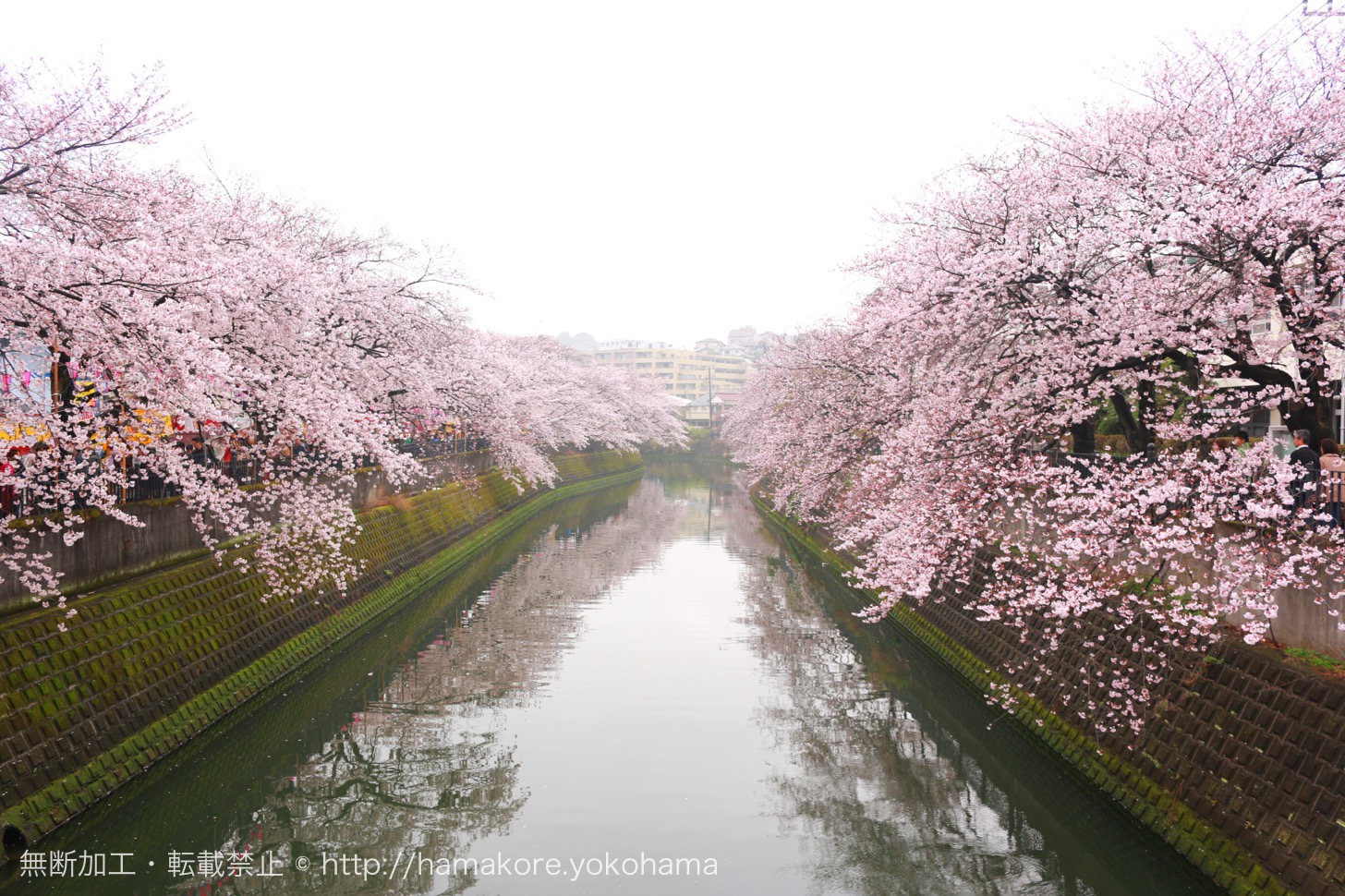 大岡川桜まつりが2017年4月1日・2日開催！