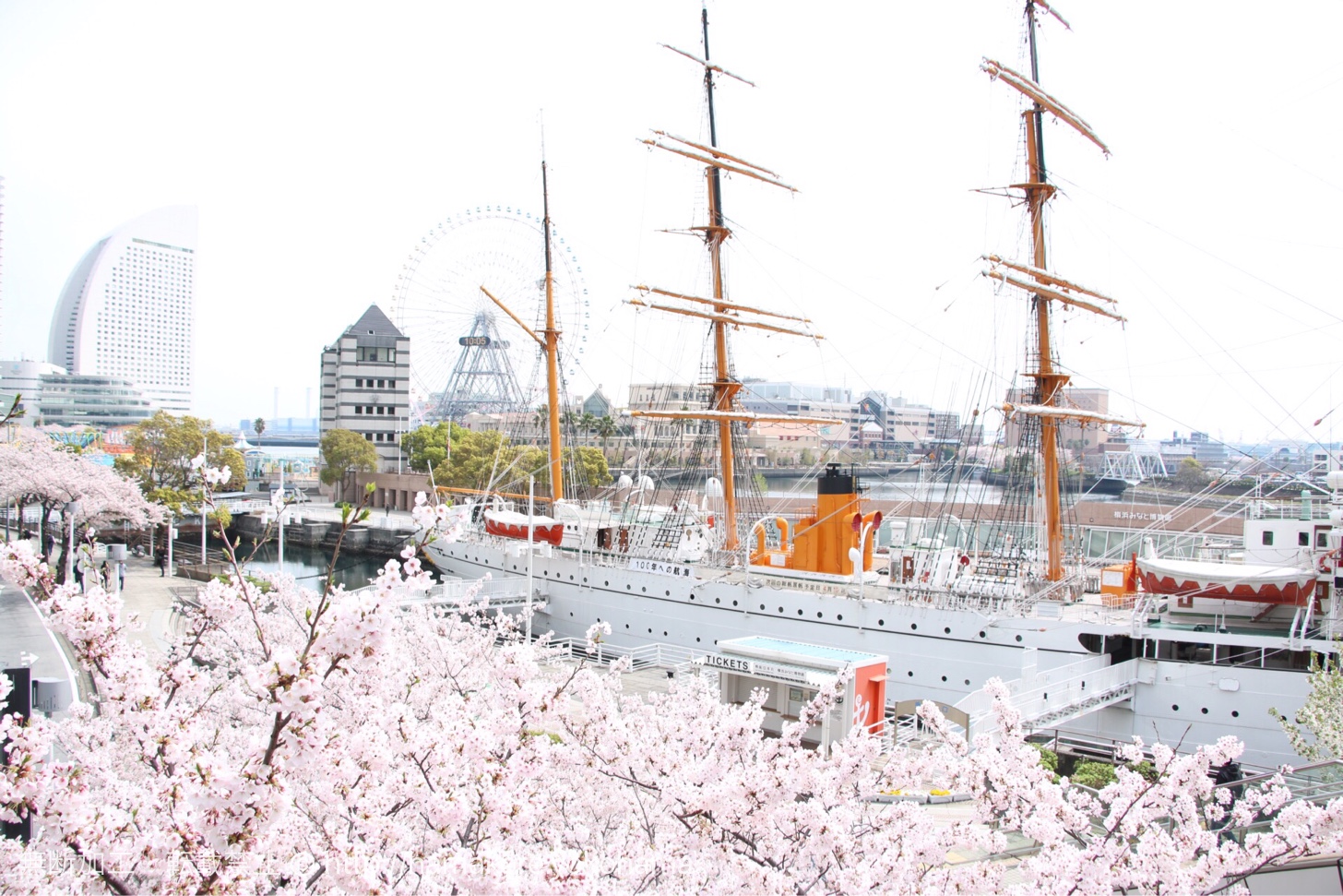 横浜みなとみらいの桜が満開！桜木町〜汽車道〜さくら通りは桜の写真撮影スポット多数