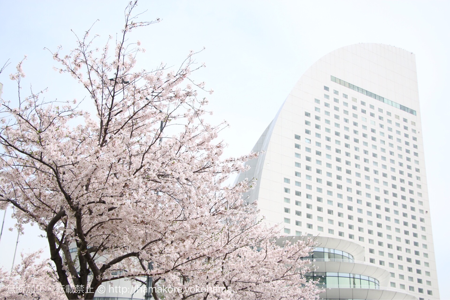 インターコンチネンタルホテルと桜