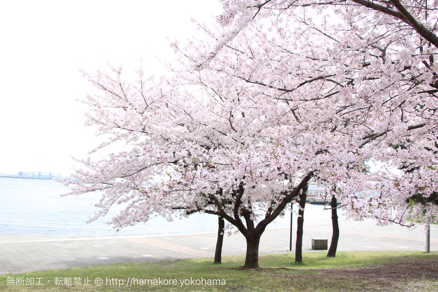 カップヌードルパークの桜