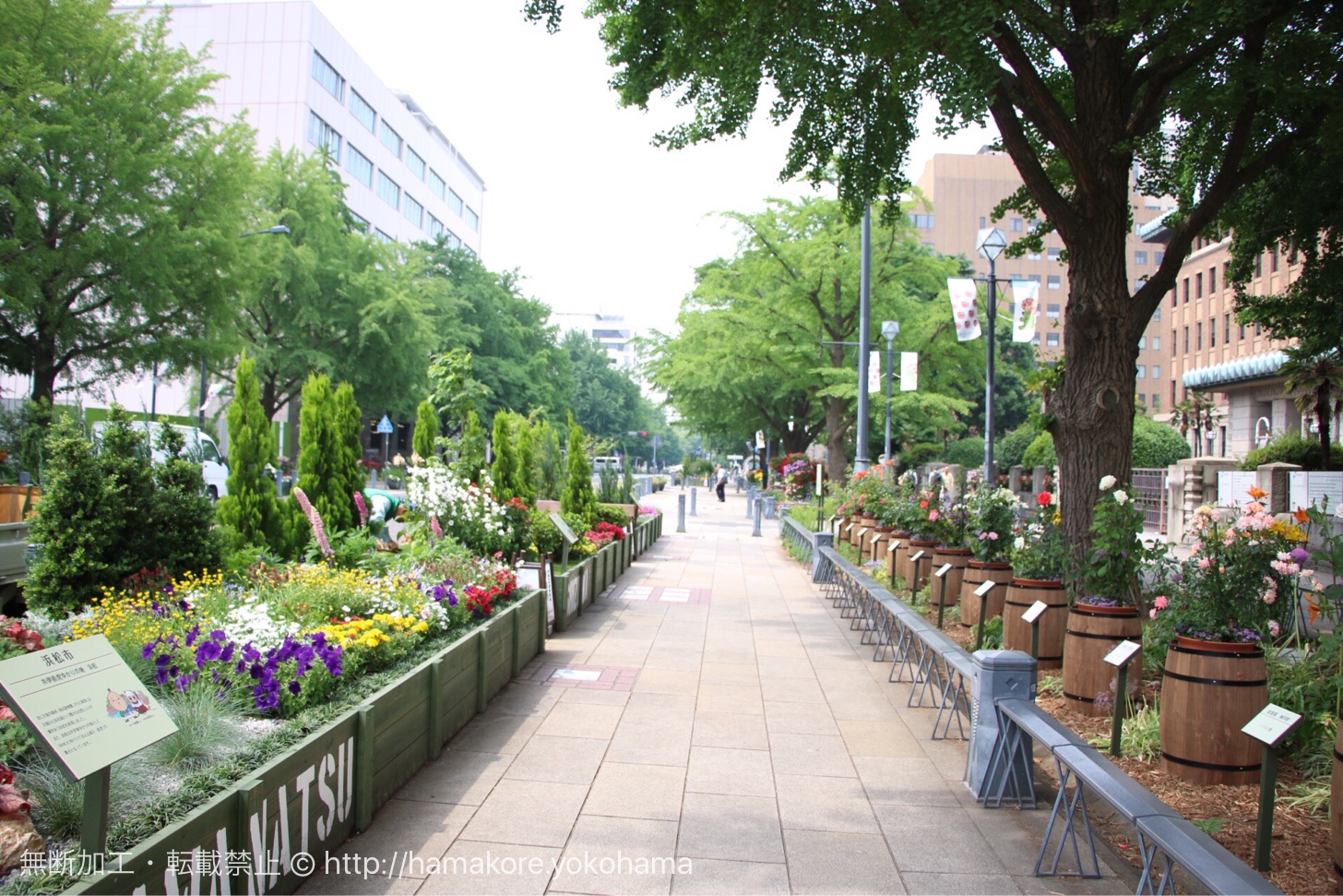 横浜公園 日本大通り ガーデンネックレス で満開に咲く花と街並みに感動 はまこれ横浜