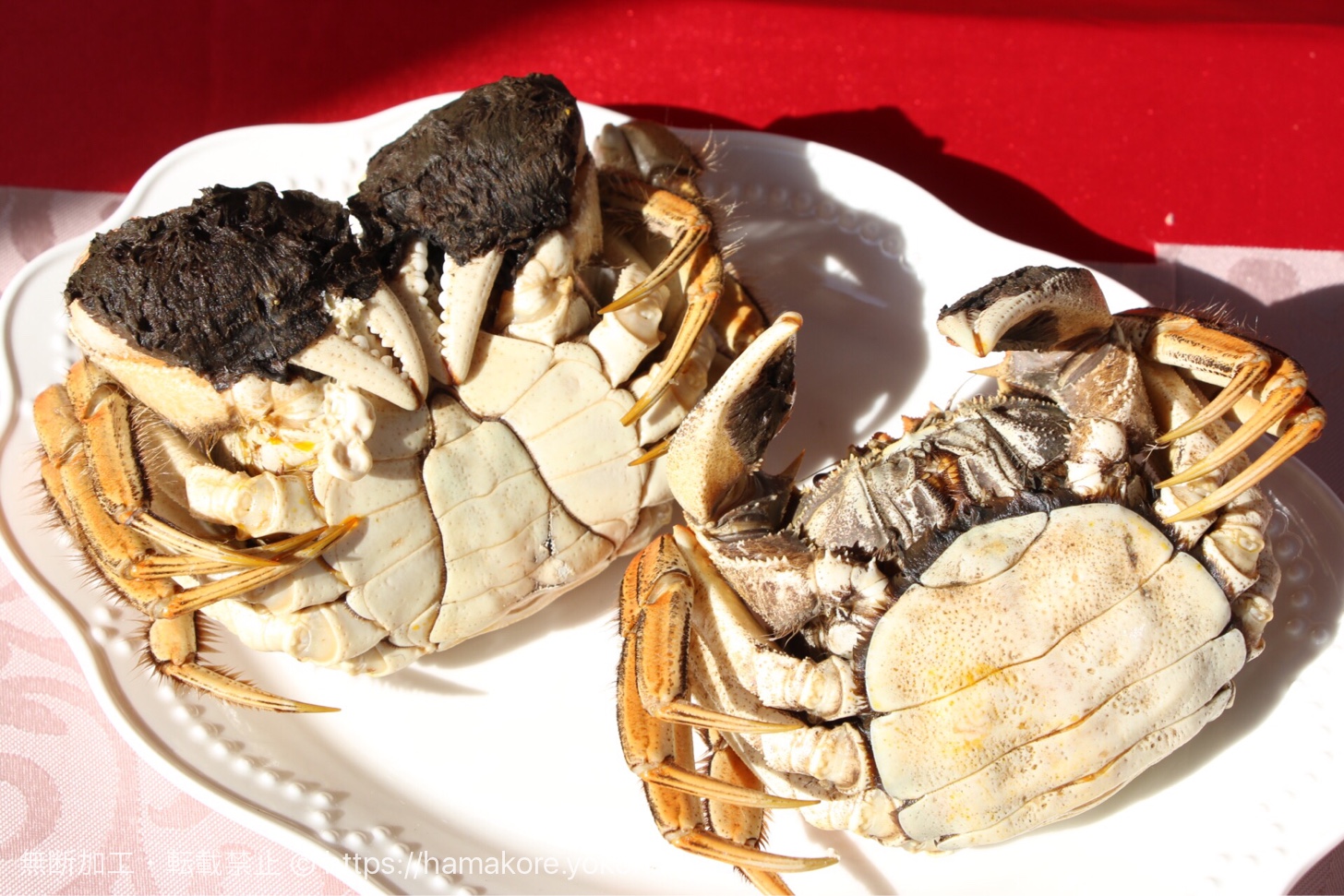 上海蟹のオスとメスの判別方法