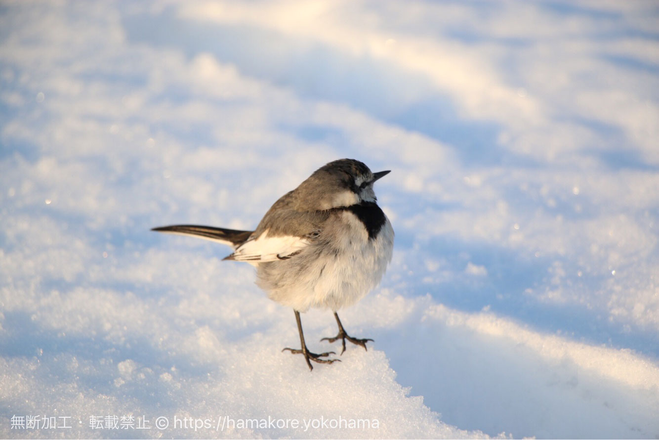 雪の上の小鳥