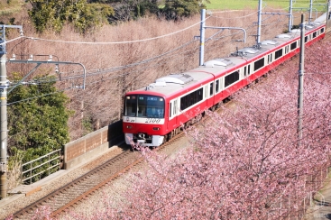 神奈川県 河津桜スポット 三浦海岸桜まつり で一足先に春満喫 菜の花とコラボも はまこれ横浜