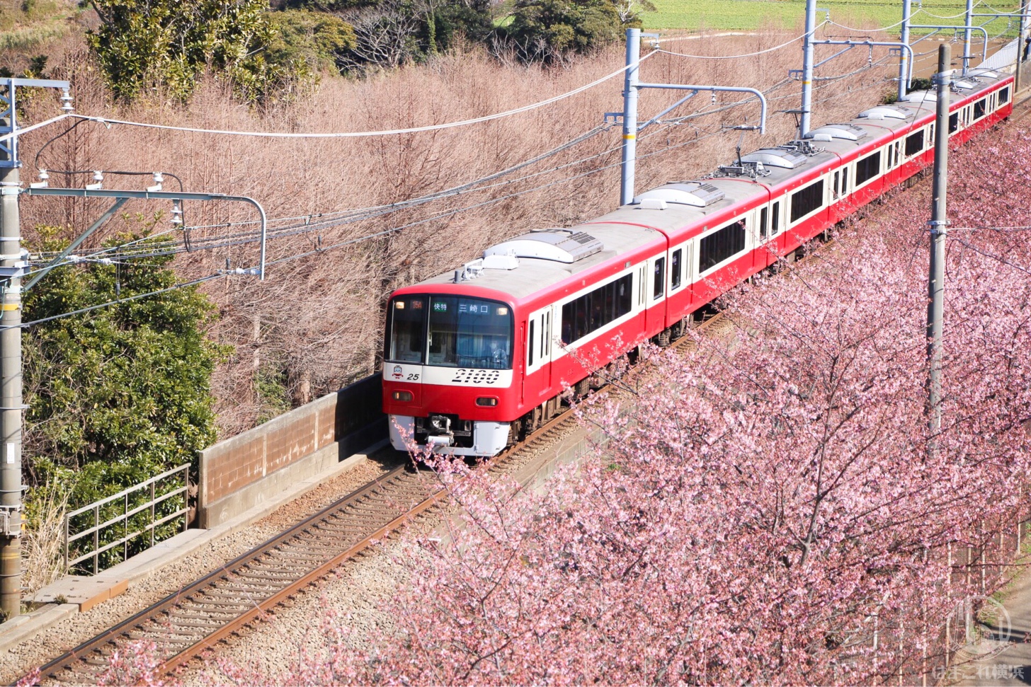 神奈川県 河津桜スポット「三浦海岸桜まつり」で一足先に春満喫！菜の花とコラボも