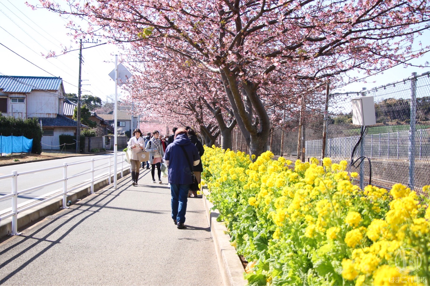 三浦海岸桜まつり 河津桜と菜の花