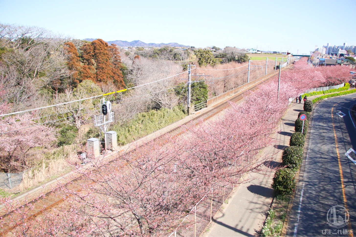 三浦海岸桜まつり 京急線沿線の桜並木