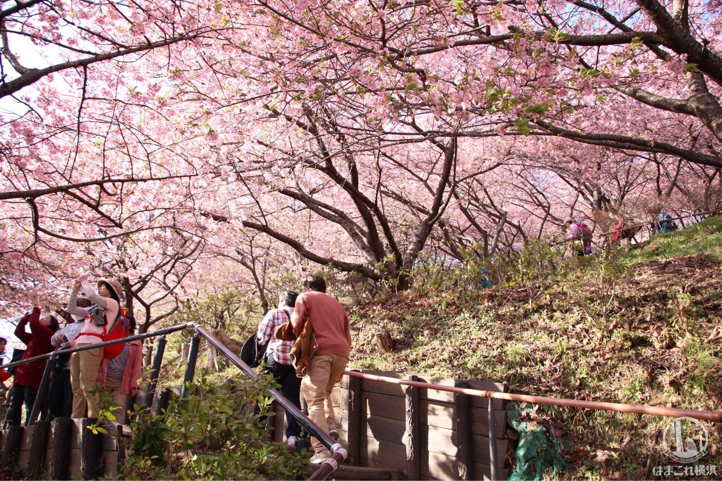 神奈川県 河津桜スポット まつだ桜まつり は上も下も河津桜 満開菜の花と富士山も はまこれ横浜