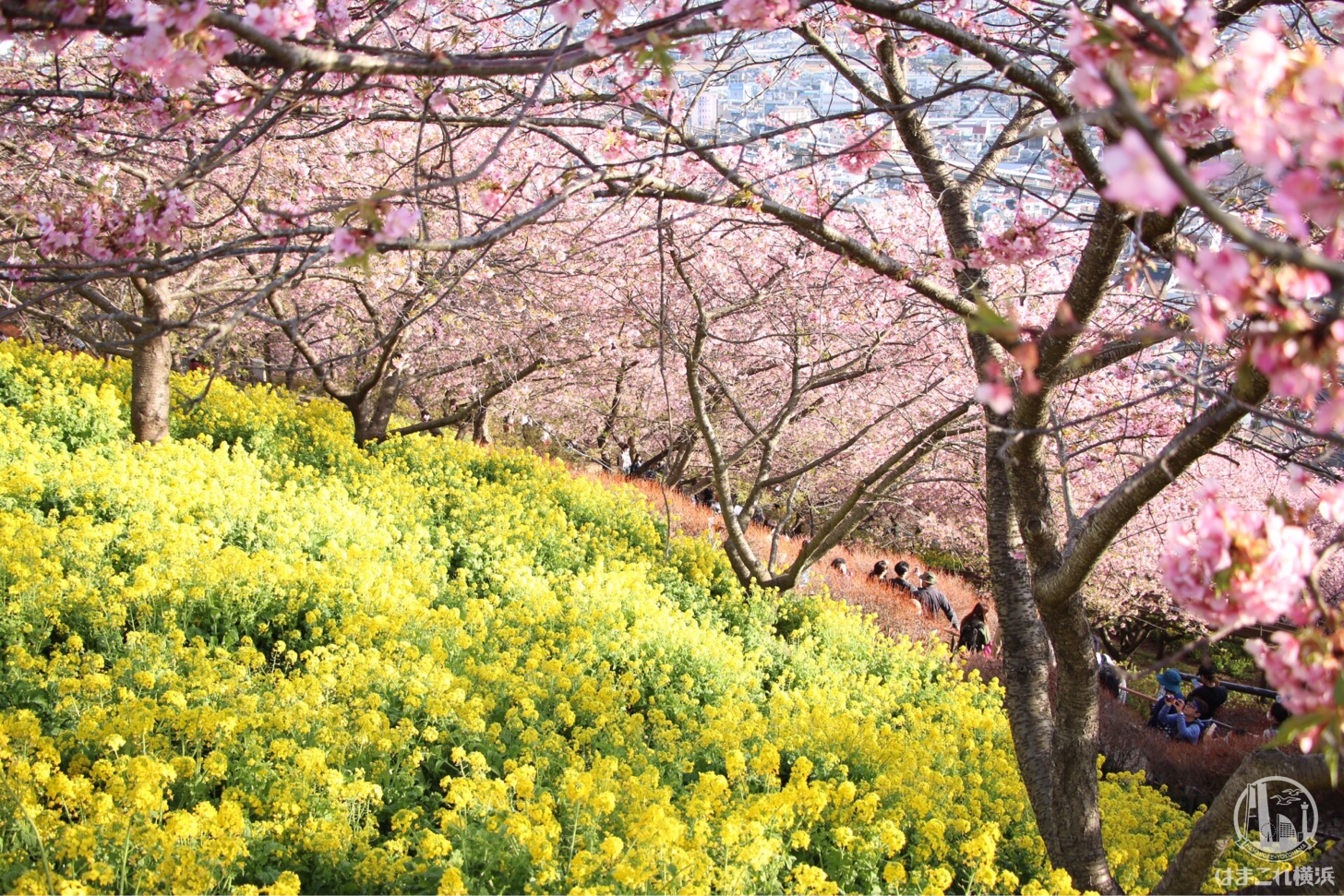神奈川県 河津桜スポット「まつだ桜まつり」は上も下も河津桜！満開菜の花と富士山も