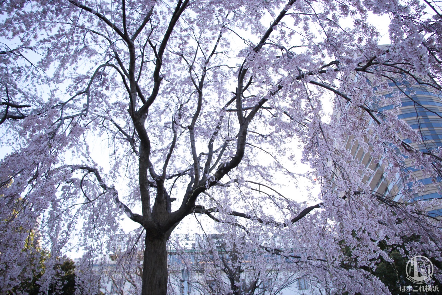 山下公園 満開のしだれ桜