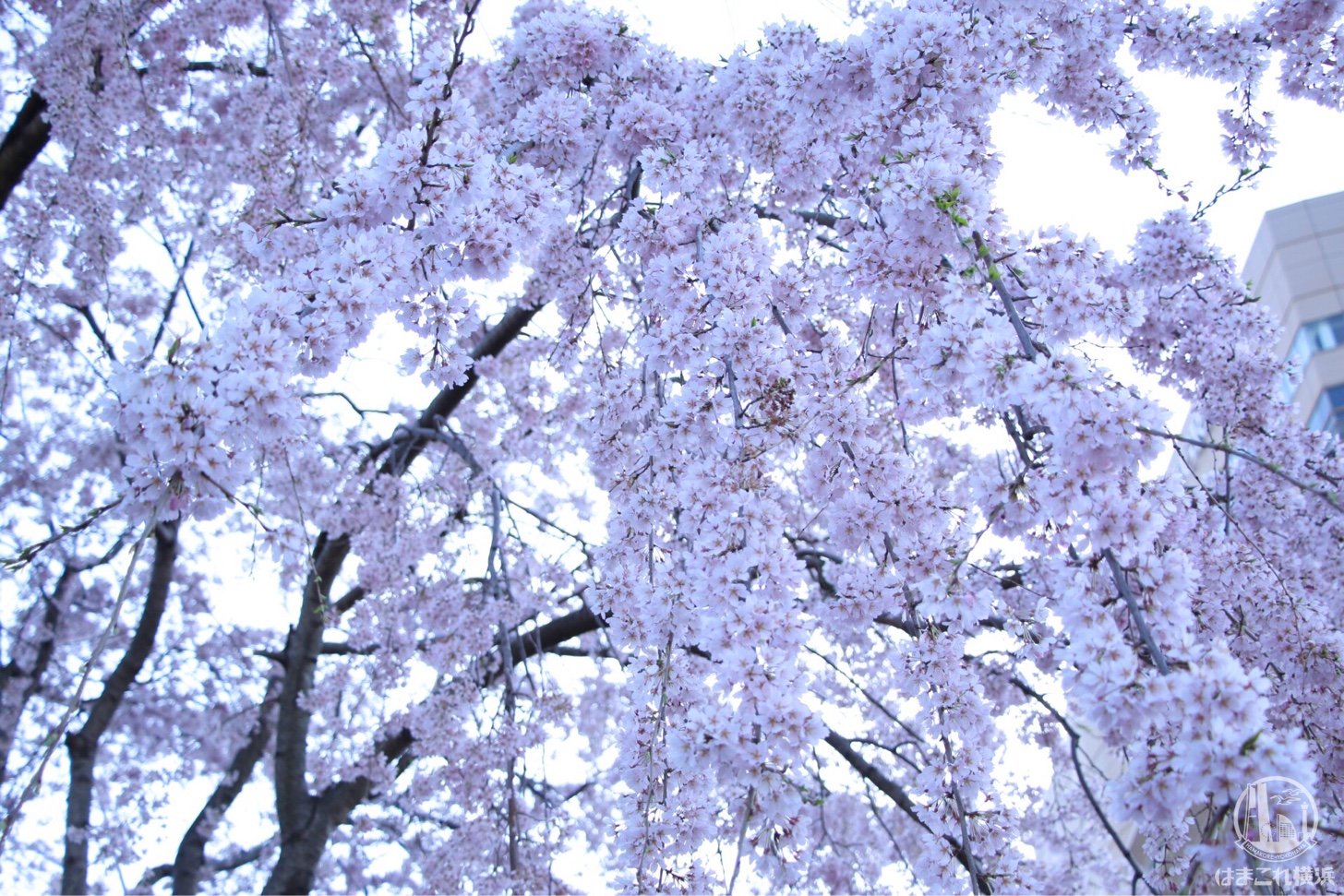 山下公園 満開のしだれ桜