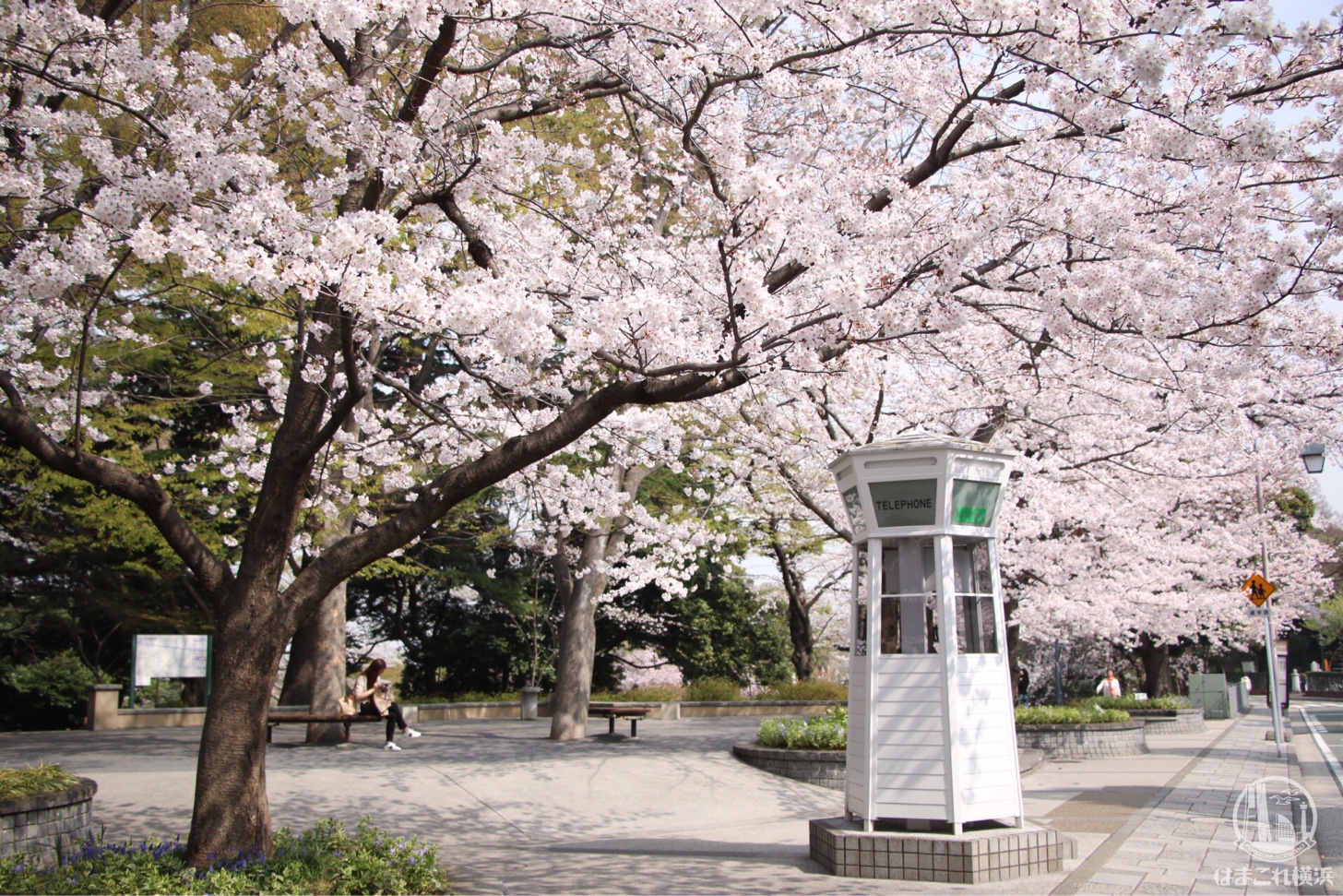 横浜 山手元町の桜スポットまとめ！元町公園・山手公園・港の見える丘公園