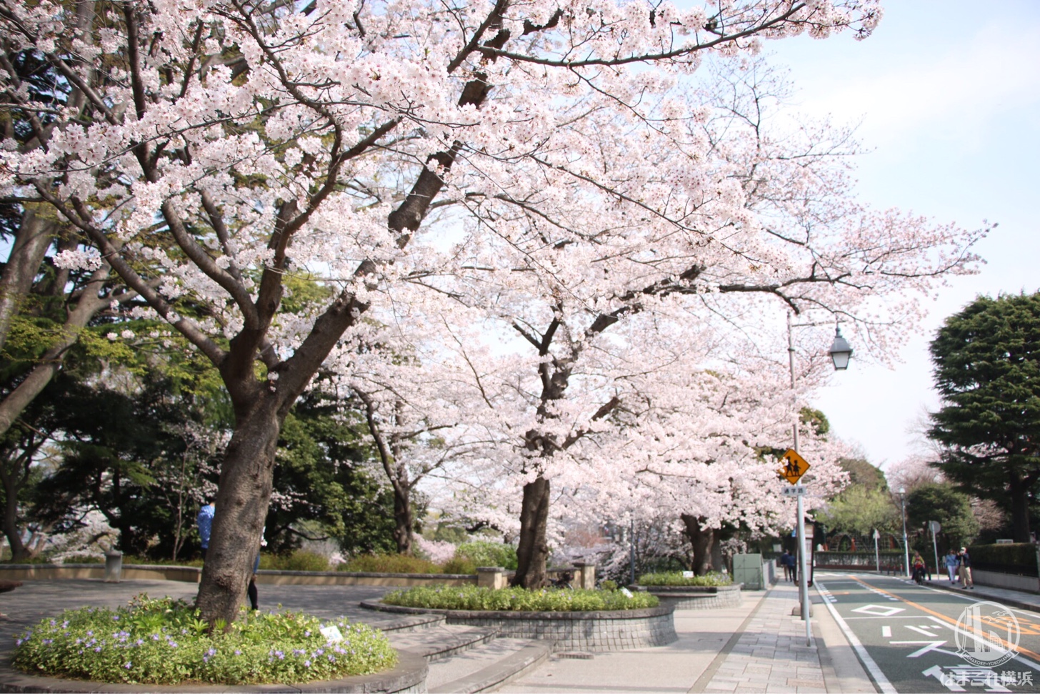 元町公園 満開の桜