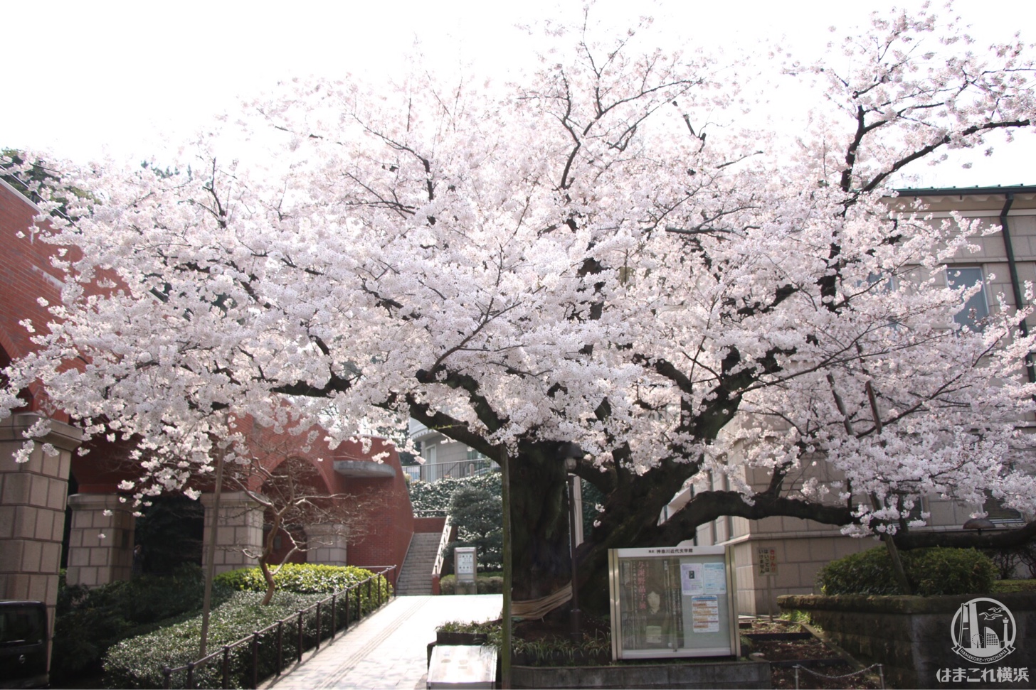 港の見える丘公園 桜