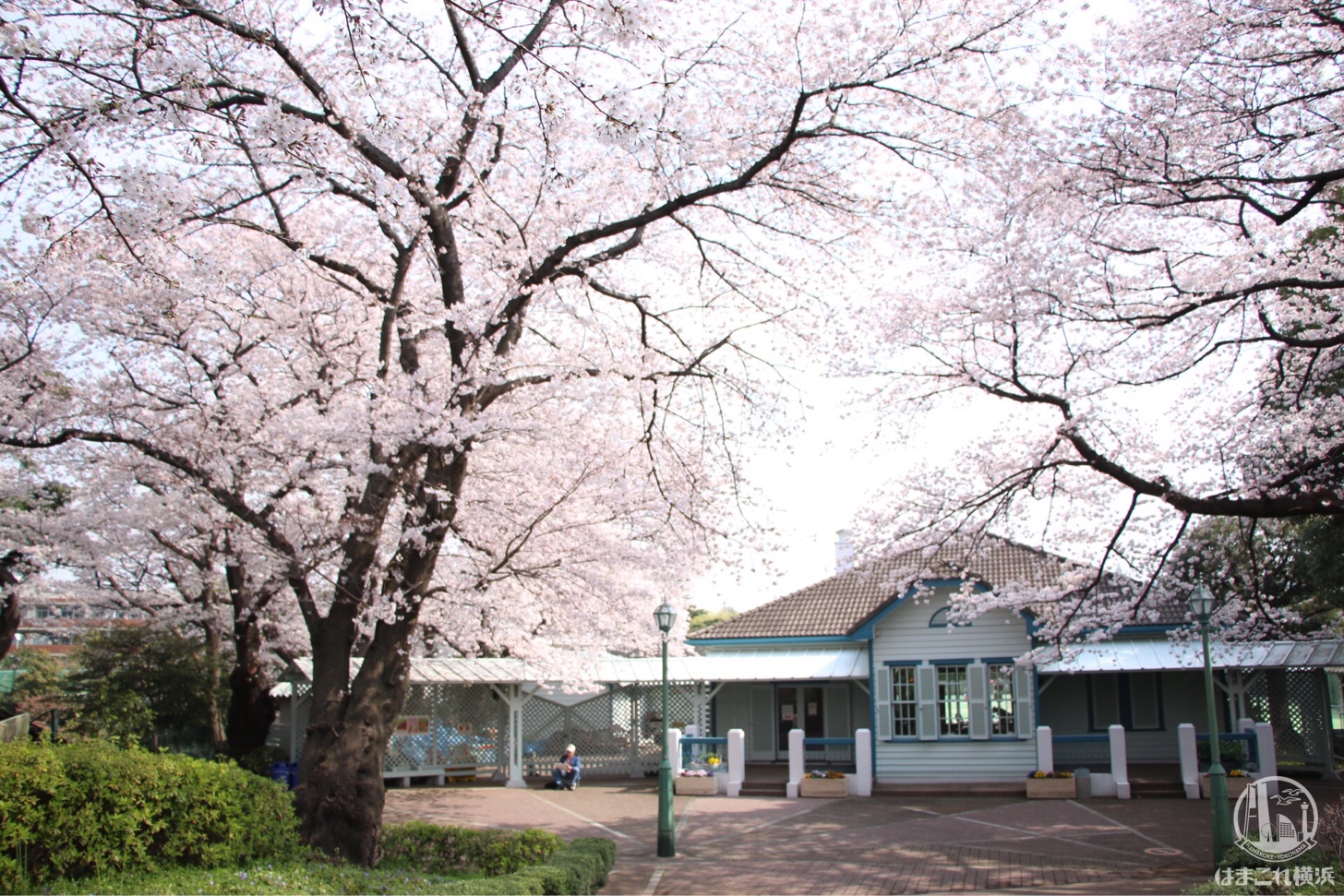 山手公園 満開の桜
