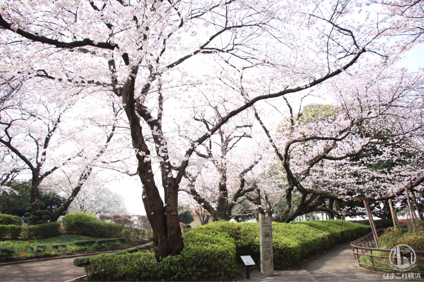 山手公園 満開の桜