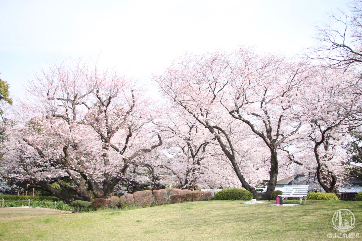 山手公園 芝生から見た桜