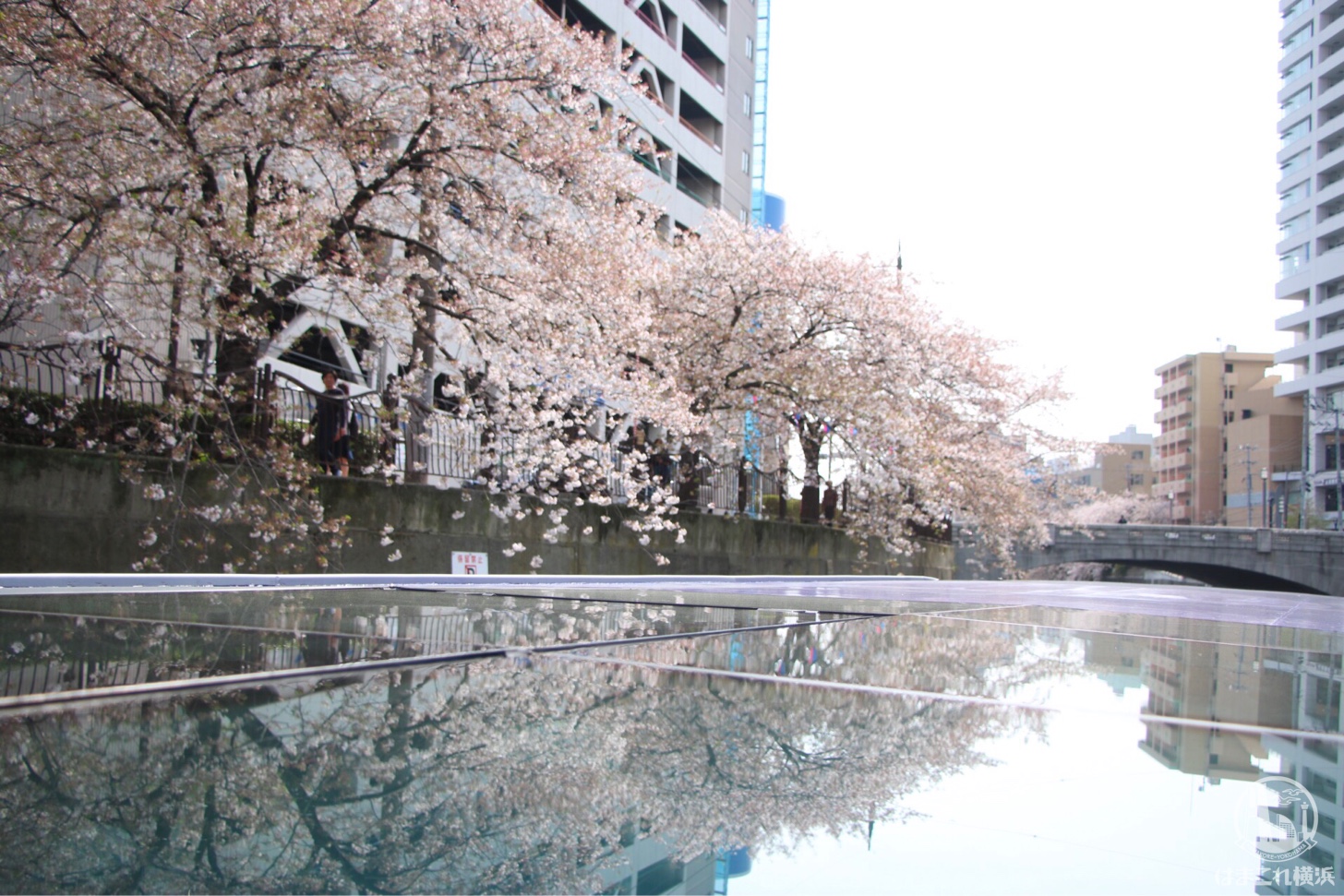 大岡川桜クルーズから見た桜
