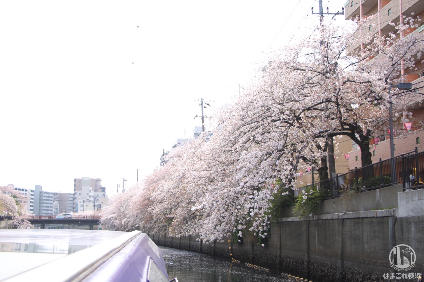 橋をくぐった先に待つ満開の桜