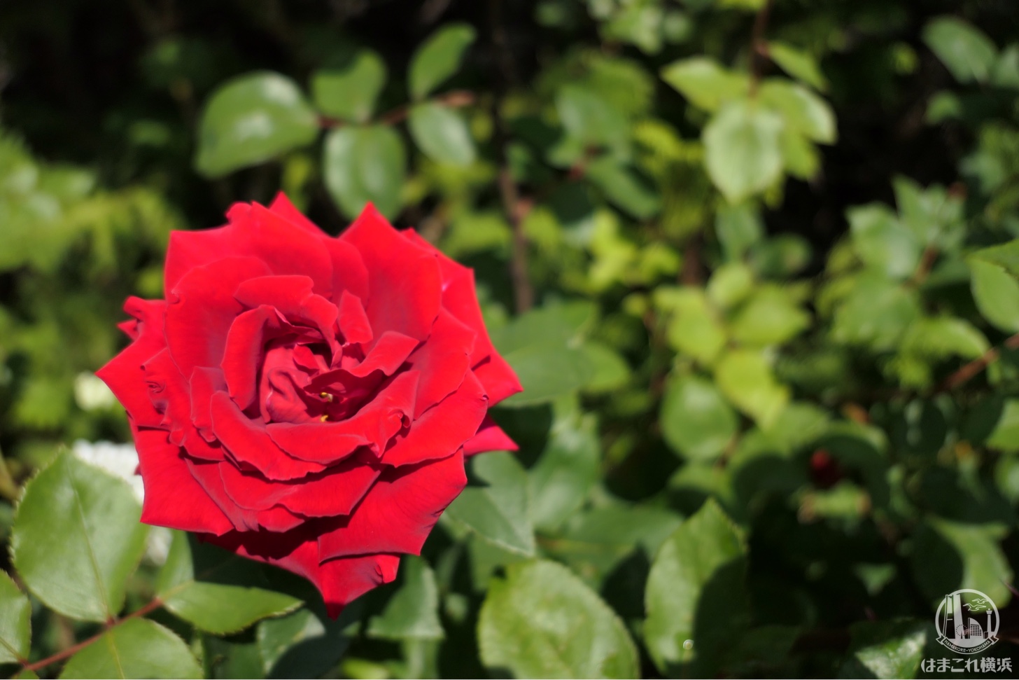 横浜イングリッシュガーデン 赤いバラ