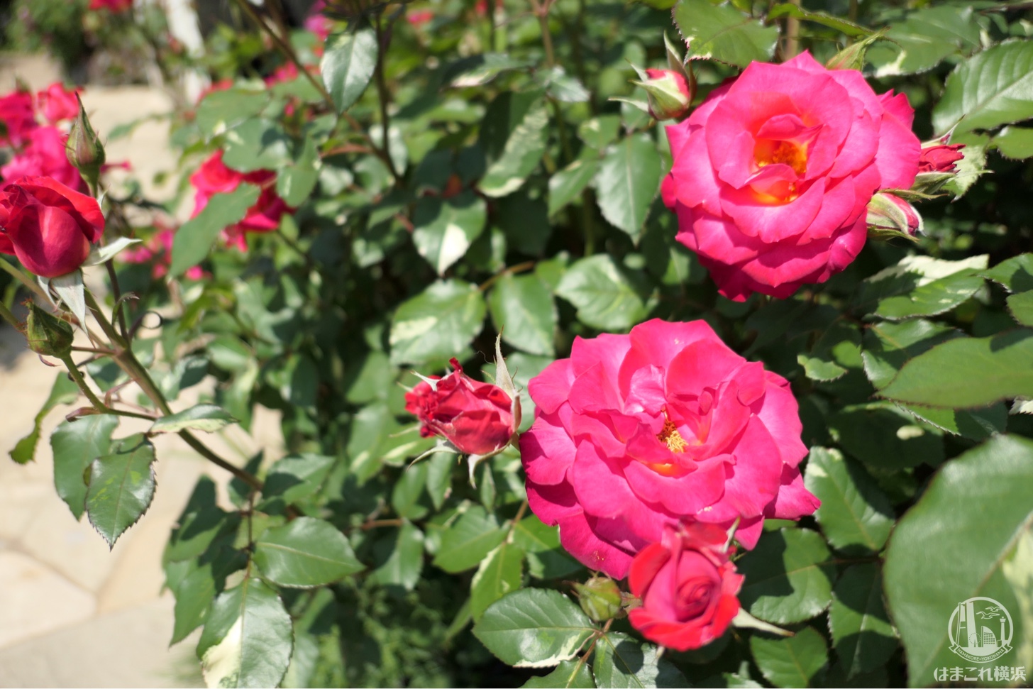 横浜イングリッシュガーデン ピンクのバラ