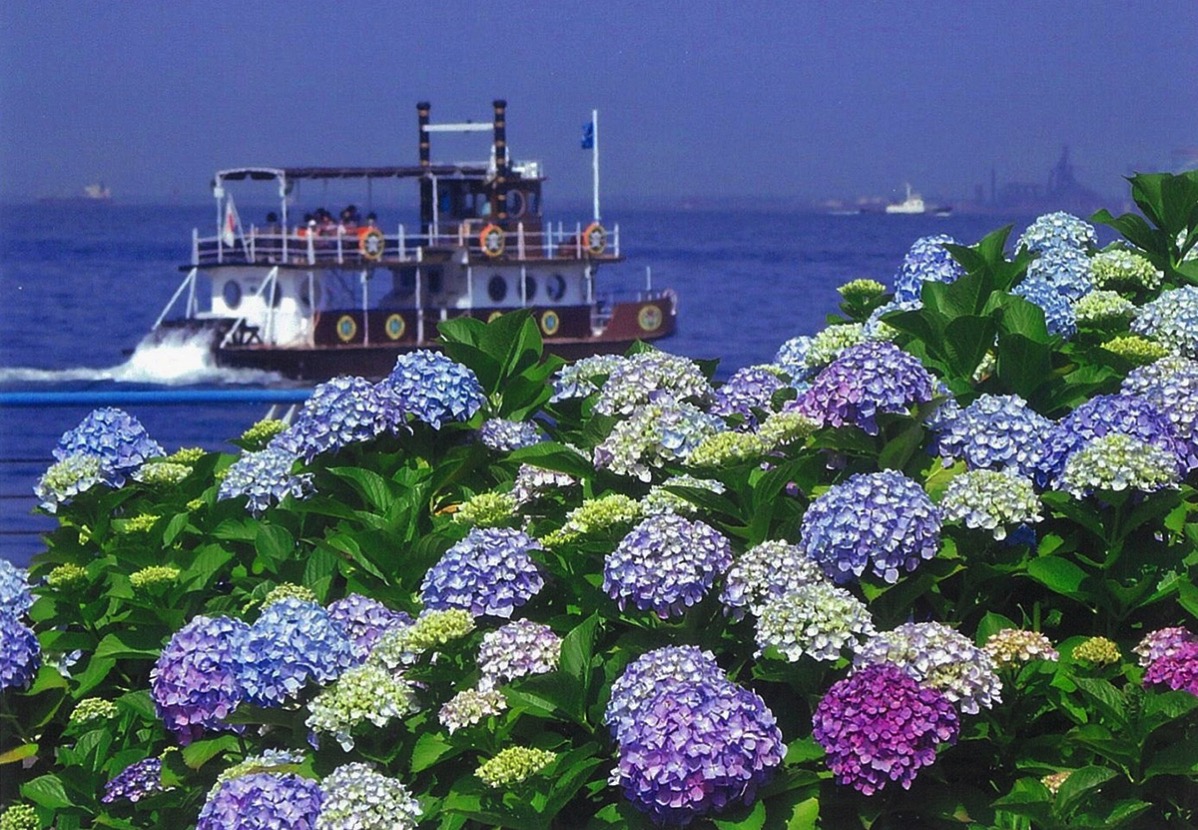 横浜・八景島シーパラダイス 県内最大級のあじさいが咲き誇る「八景島あじさい祭」を開催！